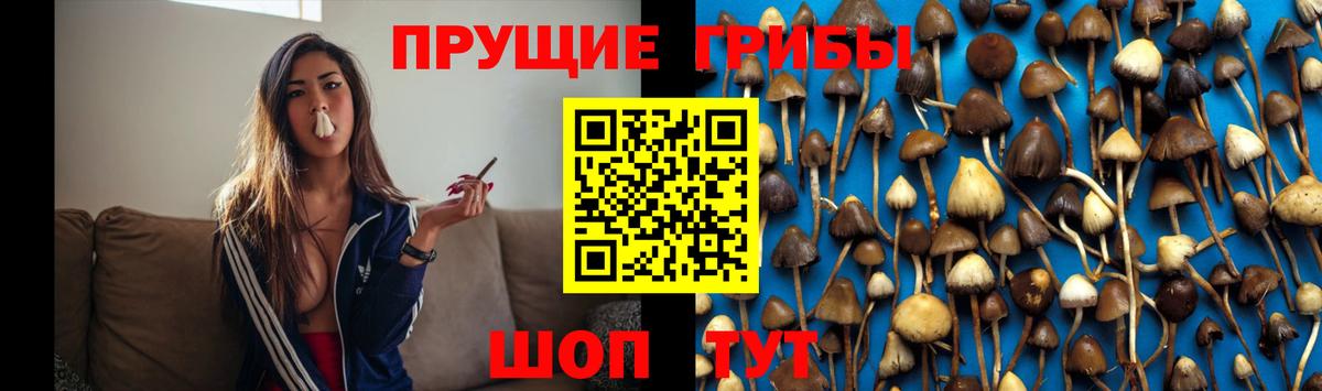 цена   Вход с VPN  Сунжа  Галлюциногенные грибы GOLDEN TEACHER 